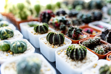 Many cactus trees in pots