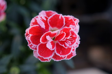Carnation pink flower