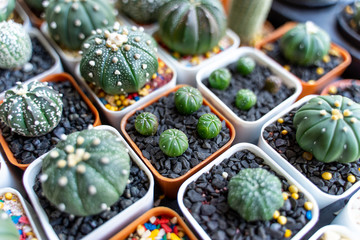 Many cactus trees in pots