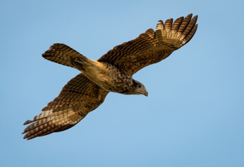 Yellow-headed Caracara