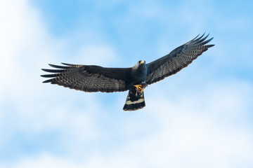 Zone-tailed Hawk flying with his prey.