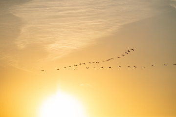 Klucz lecących żurawi (grus grus) na słonecznym niebie o zachodzie słońca. Biebrzański Park Narodowy, Polska.