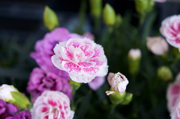 Carnation pink flower