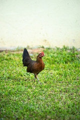 Asian chicken walking in the green lawn