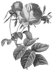 Botanical Illustrations in Halftone Pattern