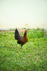 Asian chicken walking in the green lawn