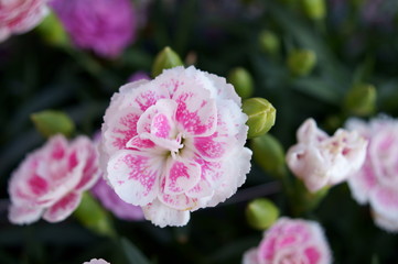 Carnation pink flower