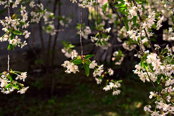 blossom tree in spring