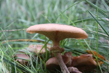 Mushroom in the forest in Norway