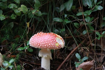 red mushroom in the forest