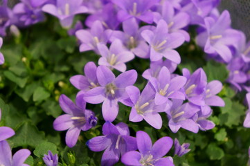 Campanula portenschlagiana Schult