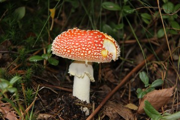 Mushroom in the forest in Norway