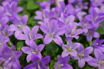 Obraz premium Campanula portenschlagiana Schult