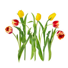 Seven beautiful vivid yellow and red tulip flowers on long stems with green leaves isolated on white background. Side and front view.