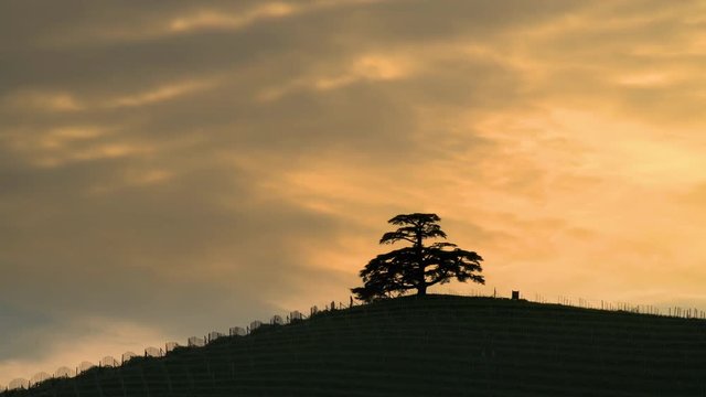 Time lapse at cloudy sunset, of the Cedar of Lebanon, majestic secular tree symbol of the Langhe Piedmont Italy