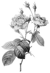 Botanical Illustrations in Halftone Pattern