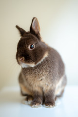 Bunny rabbit on the table