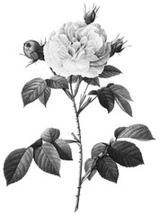 Botanical Illustrations in Halftone Pattern