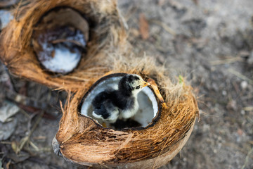 Chicks are eating food in coconut balls.