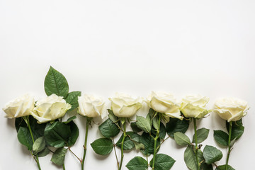 White roses as frame on white background.