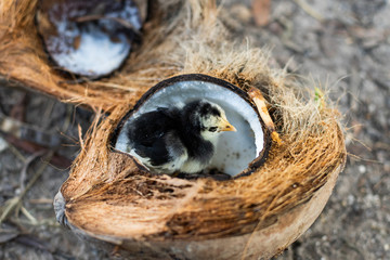 Chicks are eating food in coconut balls.