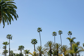 Obraz premium palm trees against blue sky