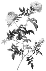 Botanical Illustrations in Halftone Pattern