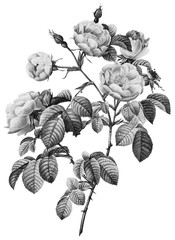 Botanical Illustrations in Halftone Pattern