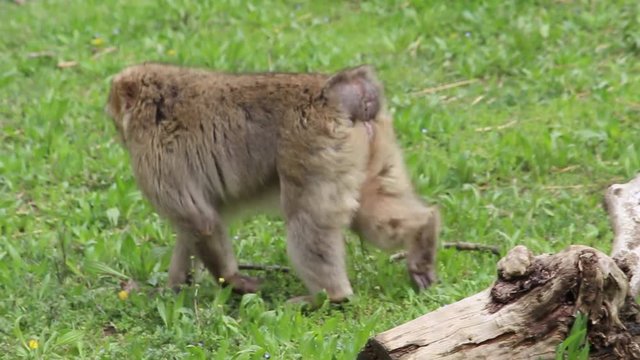 Bertuccia - Barbary macaque