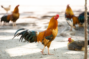 Asian chickens are walking for food.