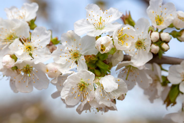 Spring season, apricot tree blossom, natural concept photo.