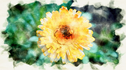 Obraz premium closeup of orange calendula in the garden