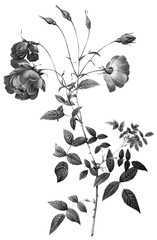 Botanical Illustrations in Halftone Pattern