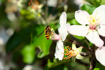 honey bee on a blossom flower