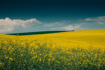 Rape Field