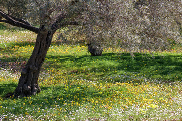 Harvested fresh olives in sacks in a field in Turkey