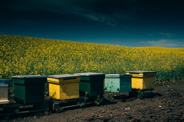 Obraz premium Bee hives in a beautiful rape field