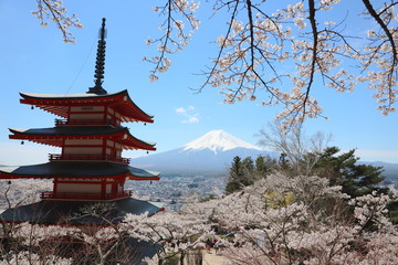 新倉山浅間公園の五重塔と富士山と満開の桜