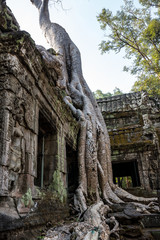 Fototapeta premium The ancient temple of Ta Prohm , Angkor , Cambodia