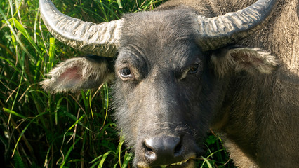 Looking at the cattle from the behind, Taiwan