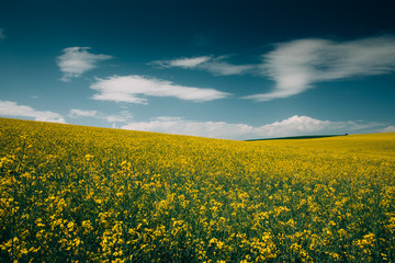 Fototapeta premium Rape Field