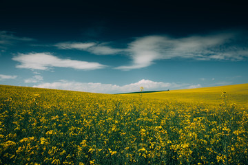 Obraz premium Rape Field