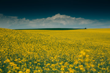 Obraz premium Rape Field