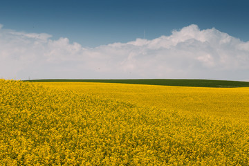 Fototapeta premium Rape Field