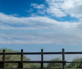 Fototapeta premium Miscanthus on the Cao Ling Ancient Trail in the northeast corner of Taiwan