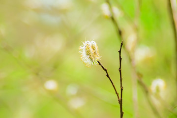 fluffy willow on green blurry background with wonderful bokeh