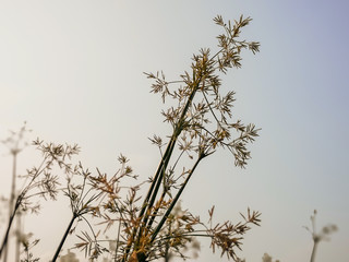  Selective focus of the green sedges field background.Beautiful green sedges on paddy field.Also known sedges include the water Chestnut(Eleocharis dulcis) and the Papyrus sedge(Cyperus papyrus)