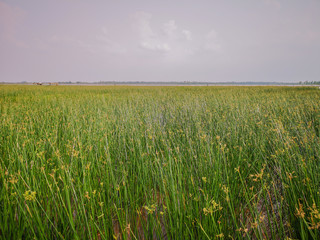  Selective focus of the green sedges field background.Beautiful green sedges on paddy field.Also known sedges include the water Chestnut(Eleocharis dulcis) and the Papyrus sedge(Cyperus papyrus)