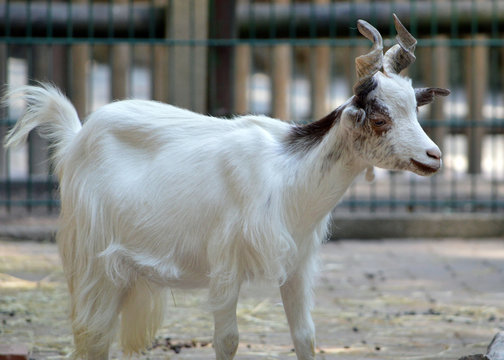 Hausziege bilder – Bläddra bland 1,620 stockfoton, vektorer och videor ...