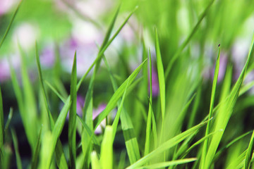 Wiese, Garten, Landleben